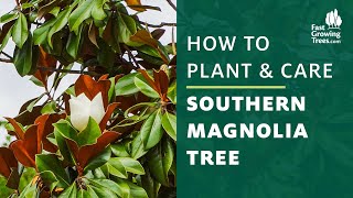 Southern Magnolia Tree  How to Plant amp Care [upl. by Salli]