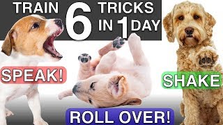 How to Train your Puppy 6 Tricks in 1 Day [upl. by Shanna]