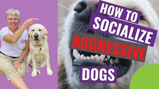 How to Socialize Aggressive Dogs [upl. by Aicylla]