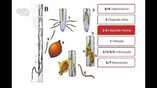 Aula 3 Relações Patógeno Fitonematóides  Hospedeiro 13 [upl. by Ellenyl]