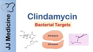 Clindamycin  Bacterial Targets Mechanism of Action Adverse Effects [upl. by Lehctim775]