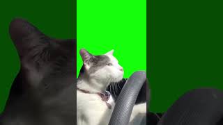 Cat Driving Car  Green Screen Template [upl. by Anaejer]