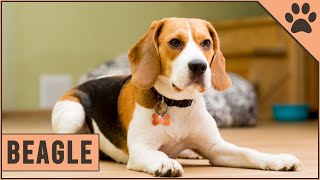 Beagle  Dog Breed Information [upl. by Assenad736]