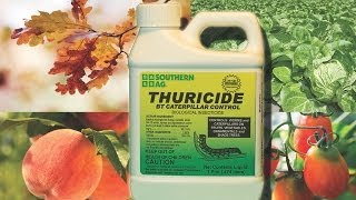 SOUTHERN AG THURICIDE BT Caterpillar Control [upl. by Eseuqram941]