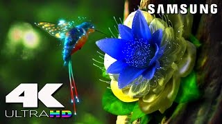 4K ULtra HD  SAMSUNG UHD Demo׃ LED TV [upl. by Reis]