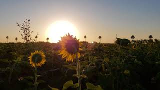 sunflower timelapse [upl. by Oxley]