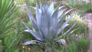 AGAVES an overview [upl. by Olcott627]