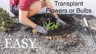 How to Move or Transplant Flower Bulbs [upl. by Eada]