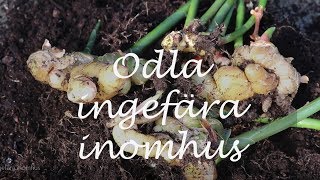 Odla ingefära inomhus [upl. by Ahens]