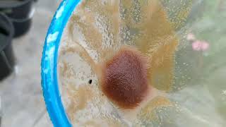 How to culture daphnia moina in a small container Part 1 English Subtitle [upl. by Petty]