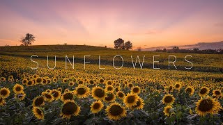 Kansas Sunflower Fields  Grinter Farm  Aerial amp Timelapse [upl. by Ahtanoj]