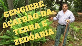 Gengibre açafrão da terra e zedoaria Qual a diferença e como plantálas [upl. by Merry]