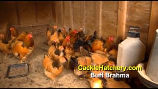 Buff Brahma Chicken Breed Breeder Flock  Cackle Hatchery [upl. by Deonne]