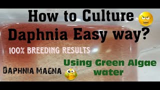 Daphnia MagnaHow to Culture Daphnia Easy wayCulturing Daphnia using Green water Daphnia [upl. by Denyse515]