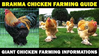 BRAHMA CHICKEN FARMING  Business Starting Plan For Beginners  Giant Chicken Farming [upl. by Hardwick]