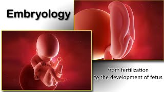 How The Embryo Develops After Fertilisation  Human Development Animation  Zygote Cell Division Vid [upl. by Labana677]