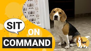 How to Train your Beagle to Sit on Command [upl. by Huesman818]