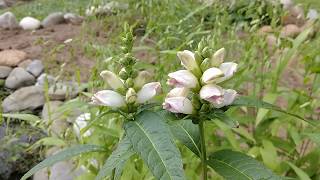 White Turtlehead Chelone glabra [upl. by Asserat]