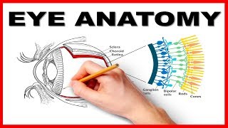 Eye Anatomy and Function  Made Easy [upl. by Zerep]