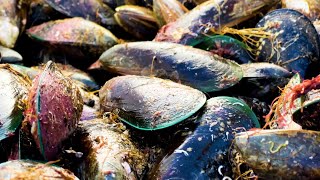 How New Zealand revived its mussel beds [upl. by Akisej]