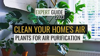 Clean Air TOP Oxygen Purifying Houseplants REVEALED [upl. by Schnabel]