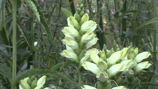 Minnesota Native Plant  White Turtlehead Chelone Glabra [upl. by Skier225]