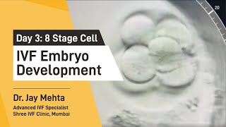 IVF Embryo DevelopmentDay 3  Embryo Journey 8 Cell Stage  Time Lapse Imaging Part 3 Dr Jay Mehta [upl. by Debbi]