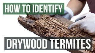 How to Identify Drywood Termites [upl. by Aivatnwahs]