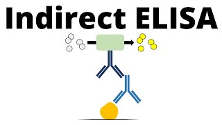 Indirect ELISA in 1 minute [upl. by Latrell819]