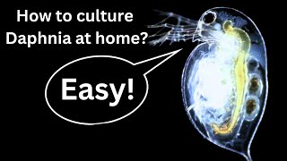 BEST Live Fish Food Beginner guide How to Culture Daphnia at home [upl. by Luckin87]