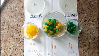 To Verify mendels law of segregation 12th class bio practical [upl. by Rohn284]