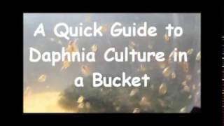 How to culture daphnia outside [upl. by Brown]