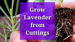 Grow Lavender from Cuttings [upl. by Trinity]