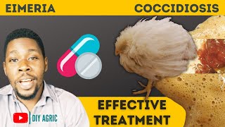 Coccidiosis  Brown and Bloody Poop  How to Treat Coccidiosis Symptoms in Chicken [upl. by Hanfurd]