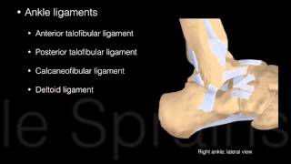 Ankle and Foot Structure and actions [upl. by Yeaton598]