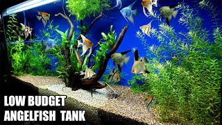 Build A Low Budget Planted Aquarium For Angelfish [upl. by Litta748]