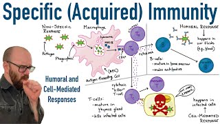 Specific Adaptive Immunity  Humoral and CellMediated Responses [upl. by Adolphe379]