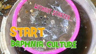 How to culture daphnia moina the easy way 1  Starting the Daphnia culture [upl. by Ardnaik]