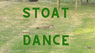 Mesmerizing Stoat Dance in My Garden Wait for it  Best Viral Videos [upl. by Ayitahs754]