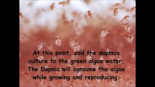 Daphnia  How to grow daphnia in your home [upl. by Ky]