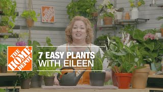 7 Easy Indoor Plants with Eileen  Indoor House Plants  The Home Depot [upl. by Eimmij]