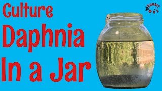 How to Culture Daphnia in a Jar [upl. by Ahsikym668]