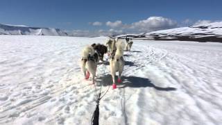 Dog Sledding in Iceland [upl. by Hyozo]