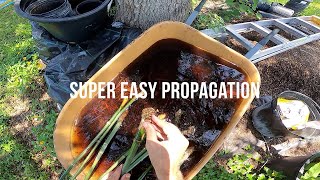 PROPAGATING BAMBOO  the easy way [upl. by Ola]