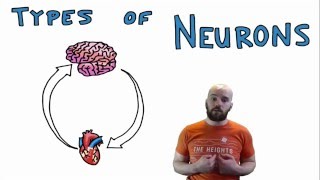 Types of Neurons  Structural and Functional Classes [upl. by Ruperta278]