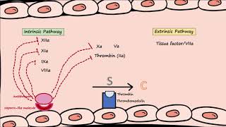 Anticoagulants  Naturally Occuring [upl. by Melak507]