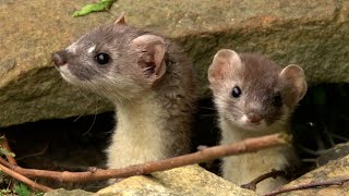 Stoat Kits Play in My Garden  Discover Wildlife  Robert E Fuller [upl. by Enalda]