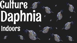 How to Culture Daphnia [upl. by Neira272]