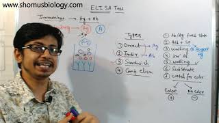 Competitive elisa procedure explained [upl. by Martica]