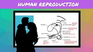 IGCSE BIOLOGY REVISION Syllabus 16 Human Reproduction [upl. by Sivi]